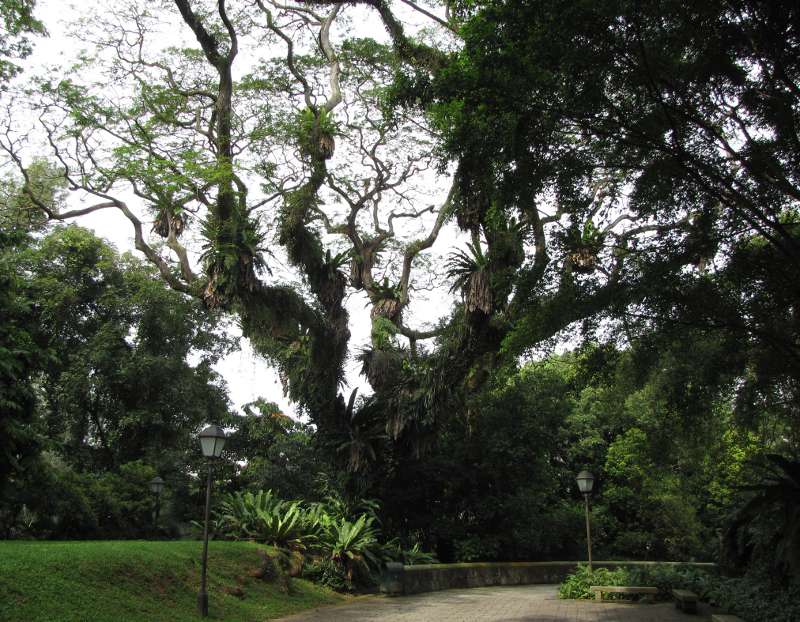 Photo of a huge tree in Fort Canning Park
