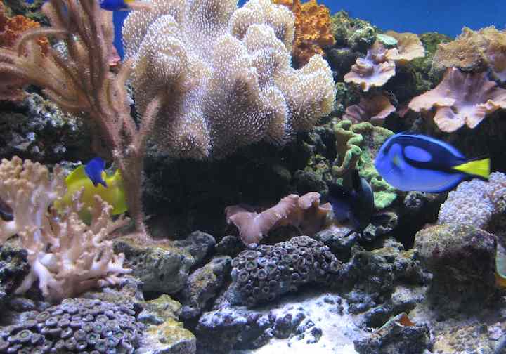 photo of tropical fish