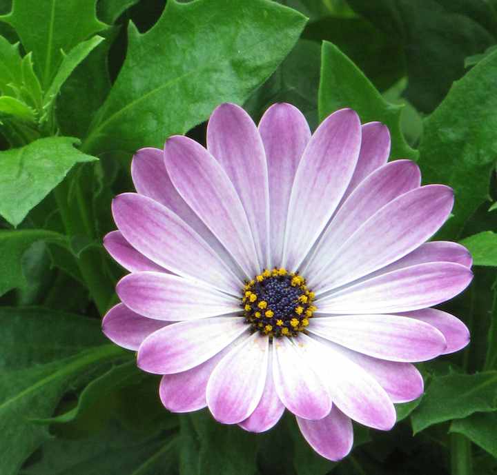 photo of light purple flower