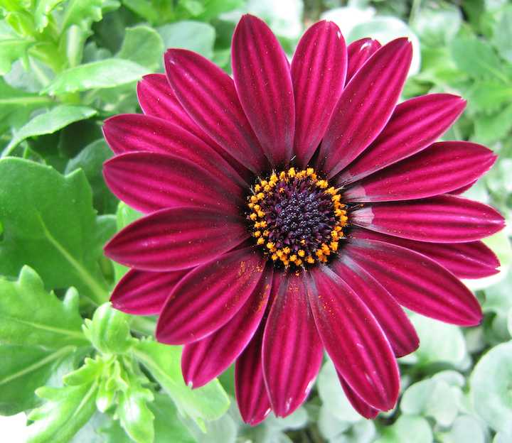 photo of deep redish-purple flower