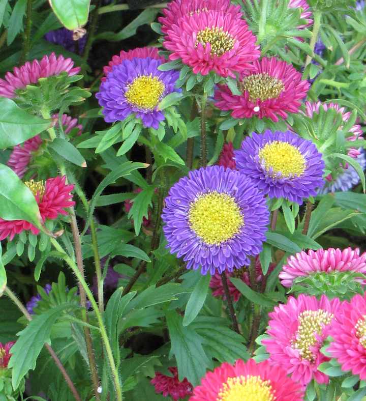 photo of purple-and-yellow and pink-and-yellow flowers