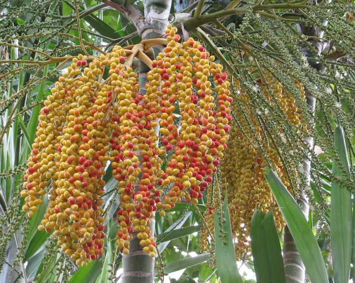 Colorful (palm?) seeds - red and yellow