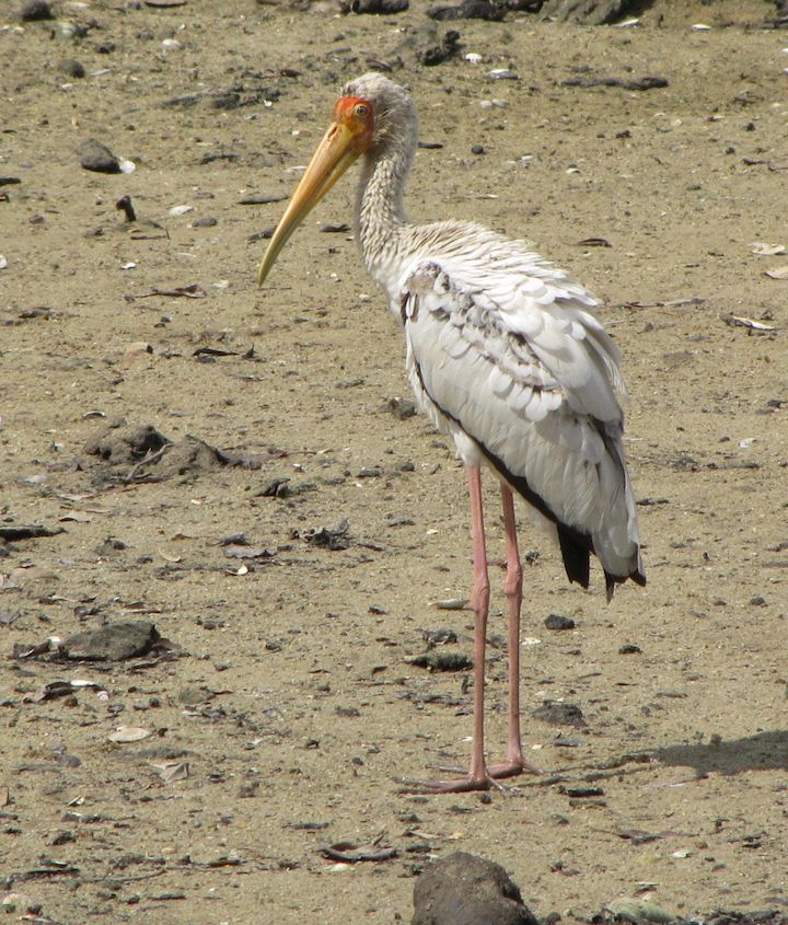 Milky Stork at the Sungei Buhlu Wetlands Reserve, Singapore