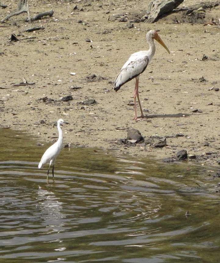 Two Birds, Sungei Buhlu Nature Park, Singapore