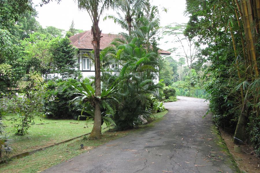 photo of a driveway leading to a house with many plants in the yard